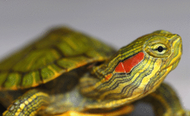 Read-Eared Slider Turtle