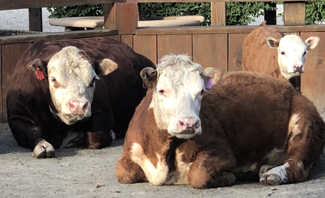 Miniature Hereford Cattle